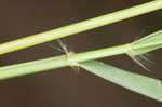 Tufted lovegrass